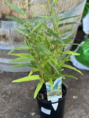 Hardenbergia violacea 'Meema'